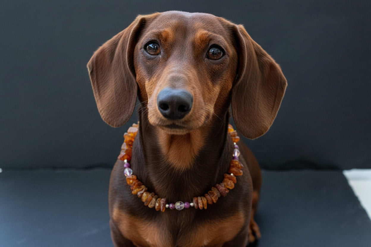 Bernsteinkette für den Hund mit Sugilith Länge 24cm