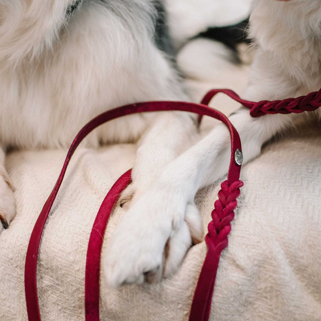 Hundeleine Soft Leder mit Handschlaufe und geflochtenen Element - TierVita
