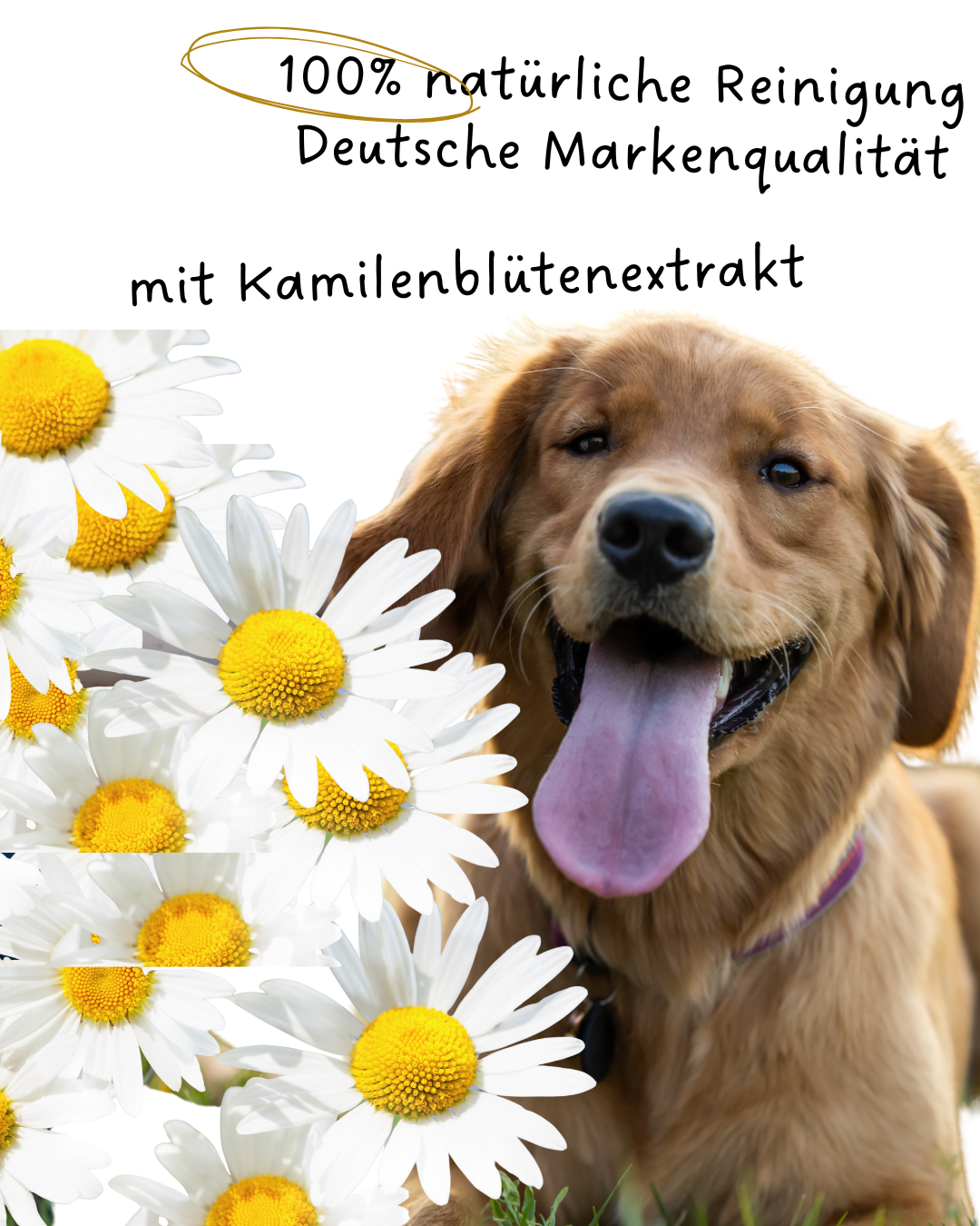 Riolino PureEars– Sanfte Reinigung für empfindliche Ohren - TierVita