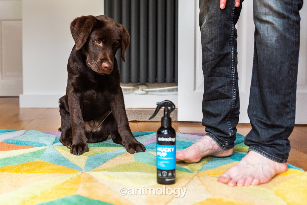 Animology Mucky Pup No Rinse Puppy Shampoo 250 ml