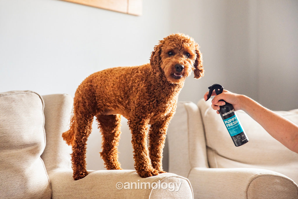 Animology Puppy Fresh Deodorising Puppy Spray 250 ml