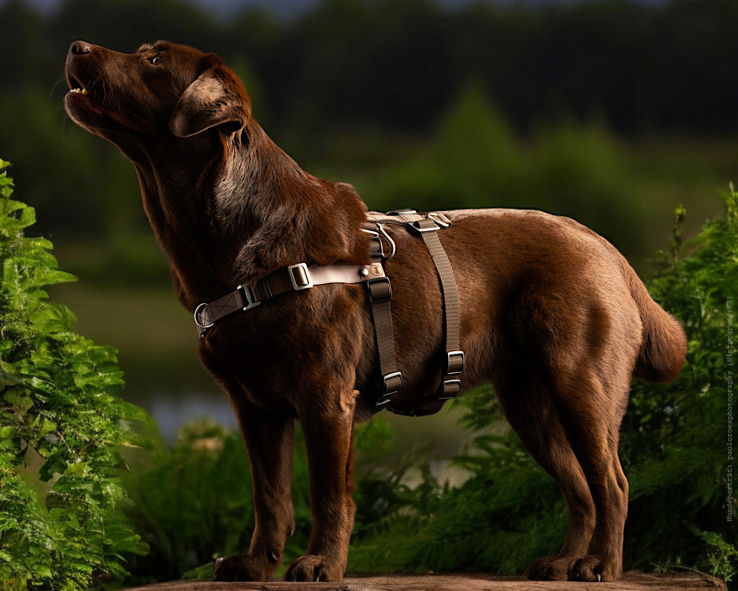 Anti-Stress-Geschirr STURMFREI® Saver für kleine bis mittlere Hunde