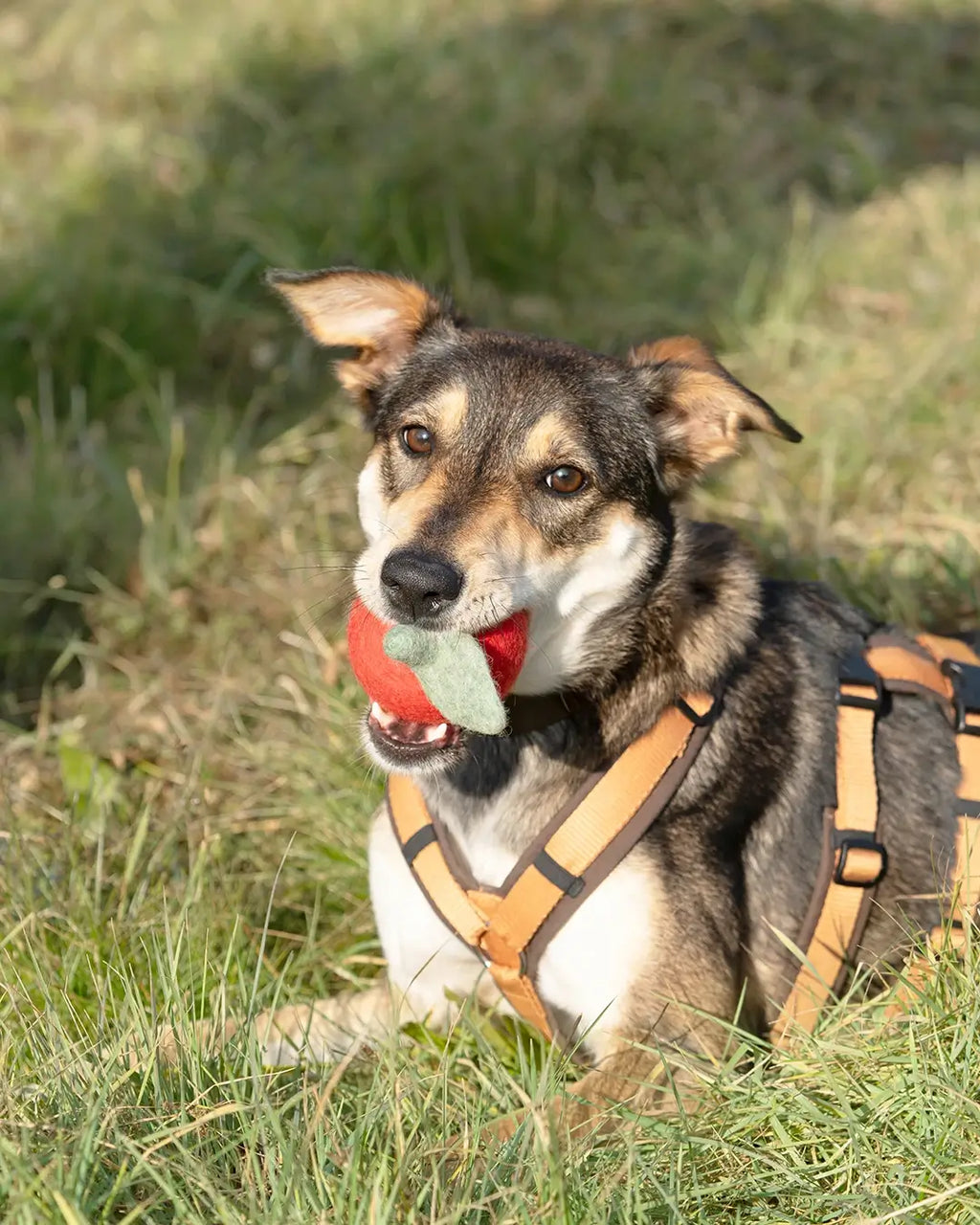 BUDDY. Hundespielzeug aus Wollfilz "Apfel" - TierVita