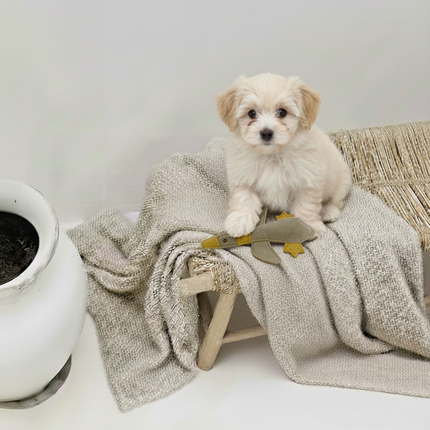 BUDDY. Hundespielzeug aus Leder "Kleine Ente" - TierVita