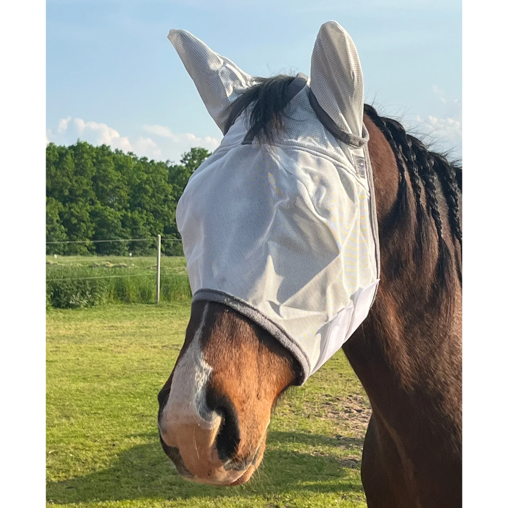Pferd mit grauer Fliegenmaske mit Ohrenschutz auf einer Weide bei Sonnenschein