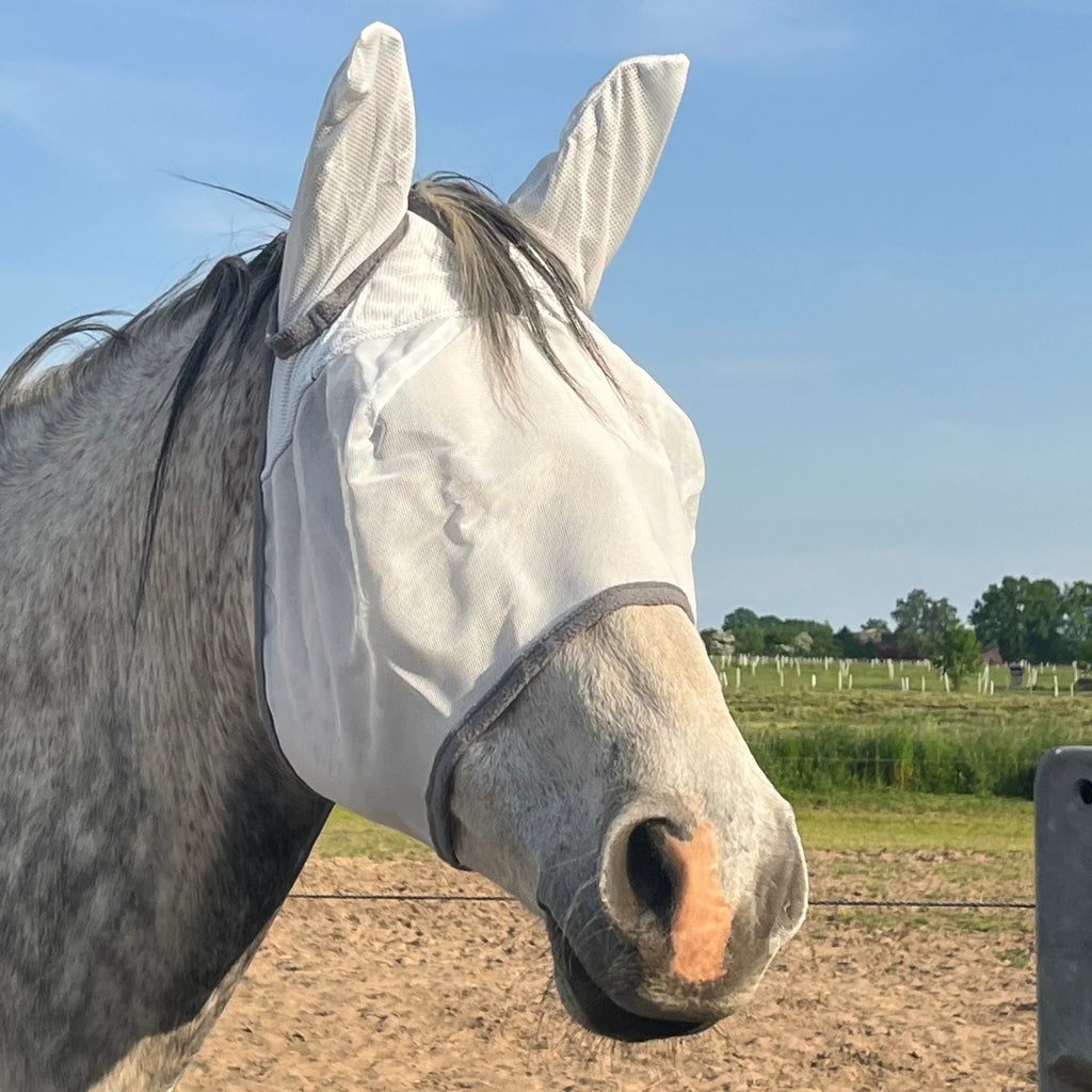Graues Pferd mit weißer Fliegenmaske mit Ohren auf Weide bei Sonnenschein