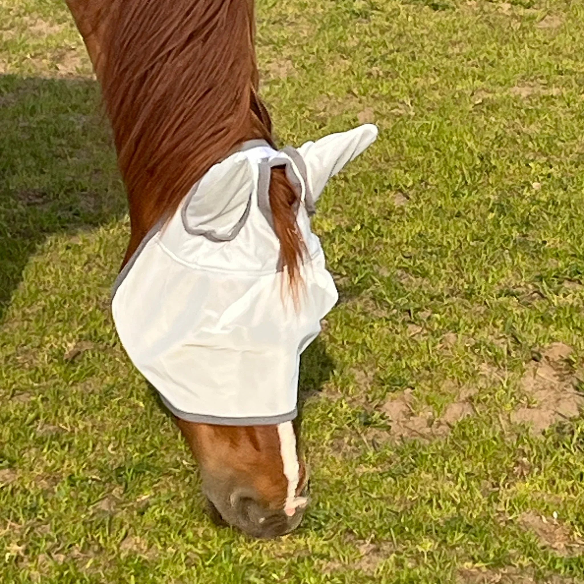 Pferd auf Wiese mit weißer Fliegenmaske, Pferdezubehör für Insektenschutz