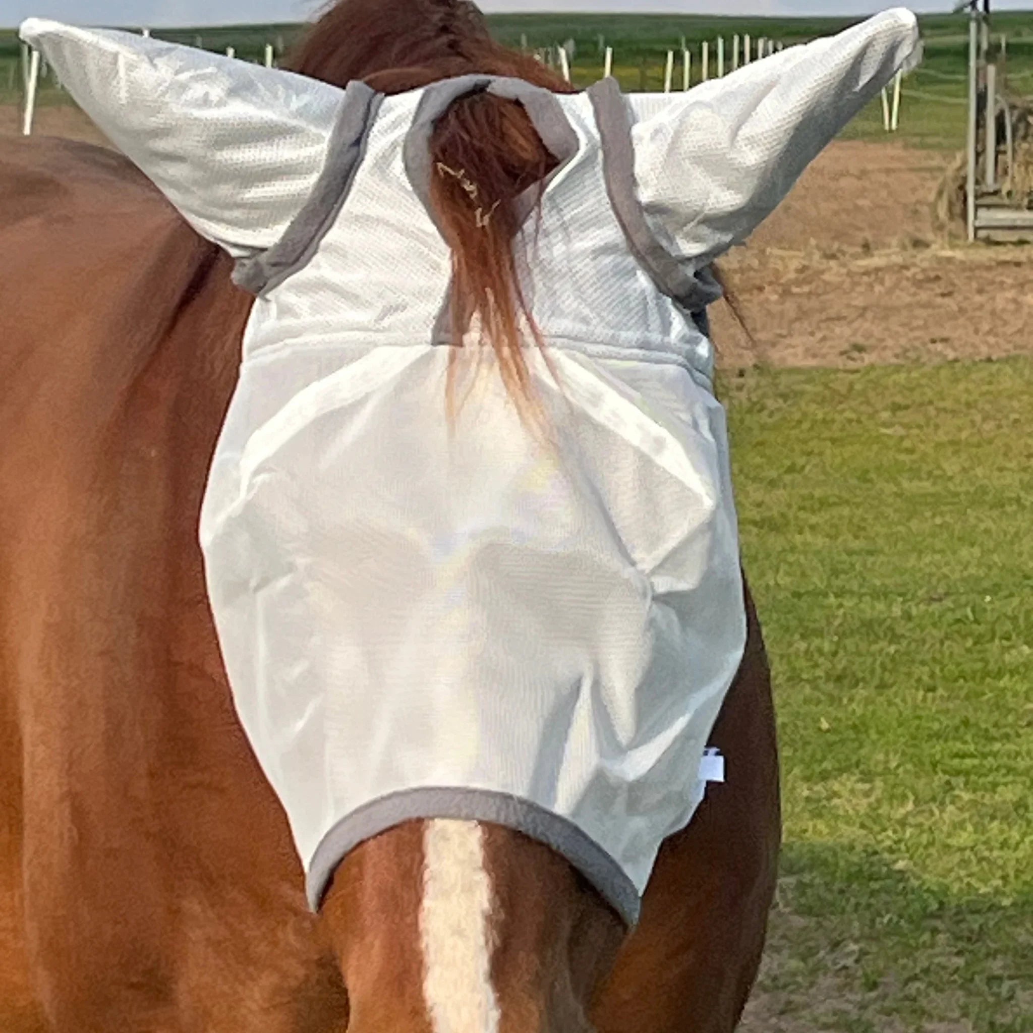 Pferd mit weißer Fliegenmaske mit Ohren auf Weide, Fliegenschutz für Pferde