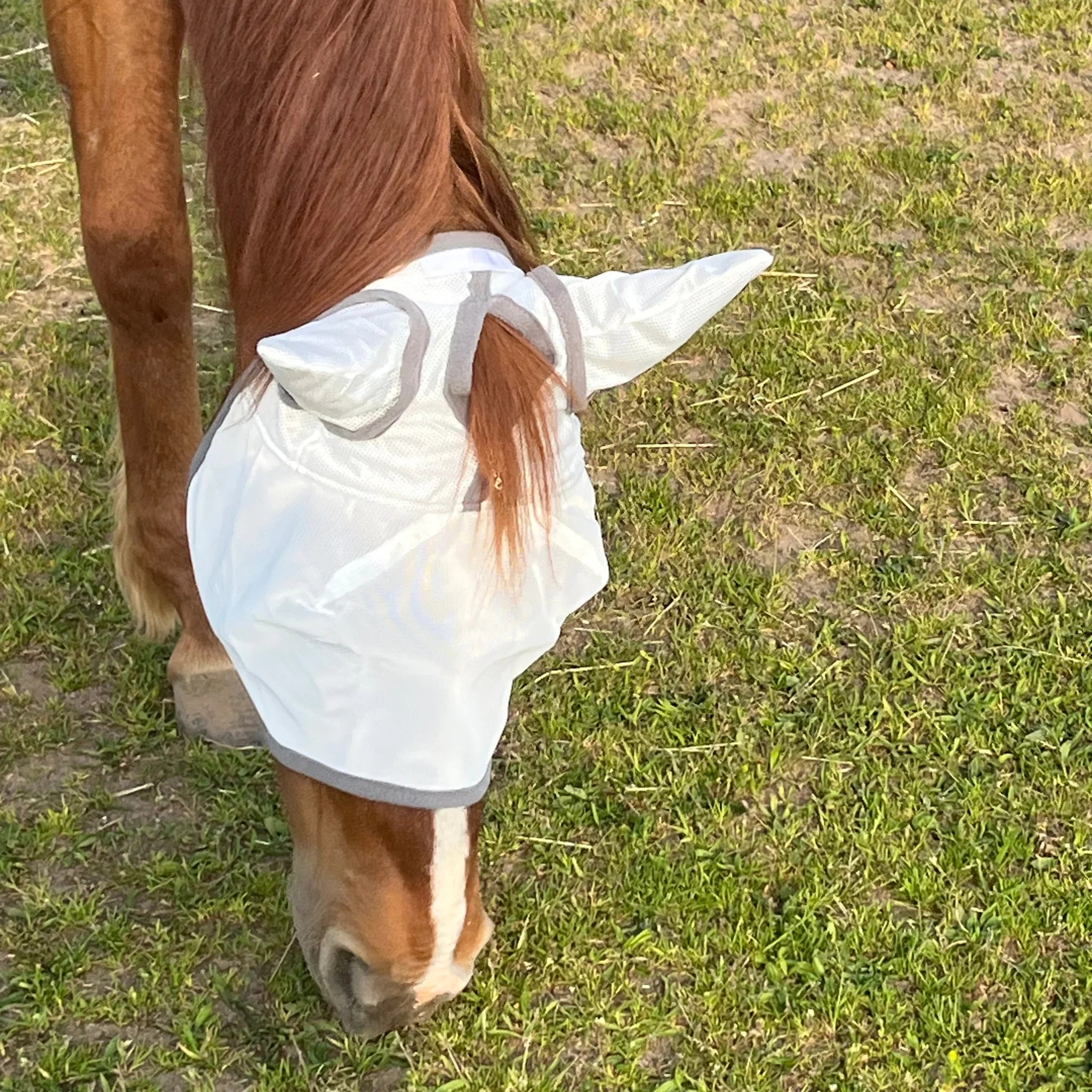 Pferd mit weißer Fliegenmaske mit Ohrenschutz auf einer Wiese