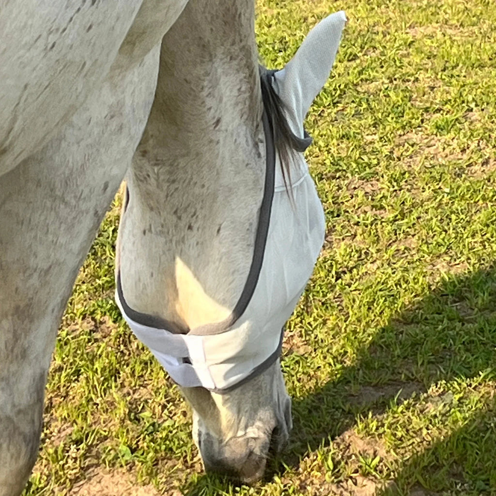 Pferd mit weißer Fliegenmaske auf einer Wiese, Schutz gegen Insekten und UV-Strahlen