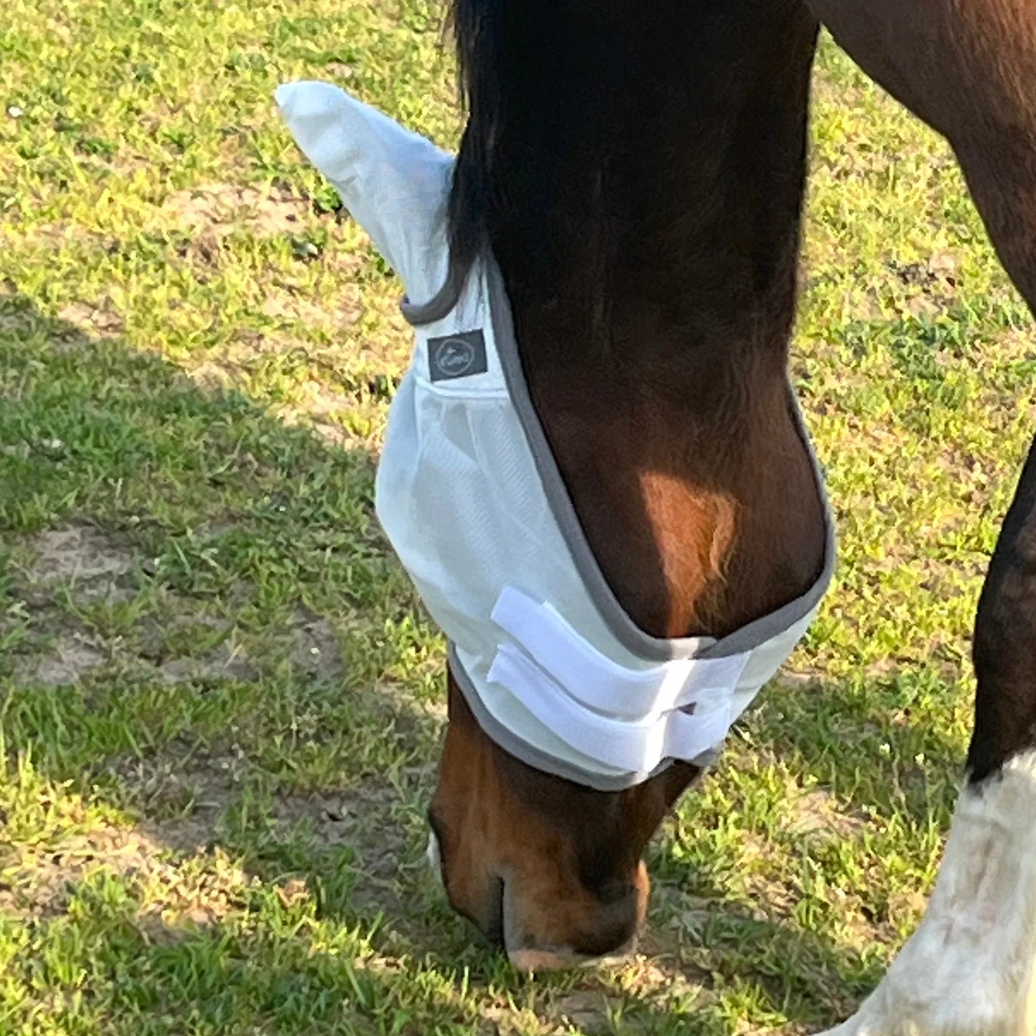 Pferd mit weißer Fliegenmaske und Ohren, grasend auf grüner Wiese