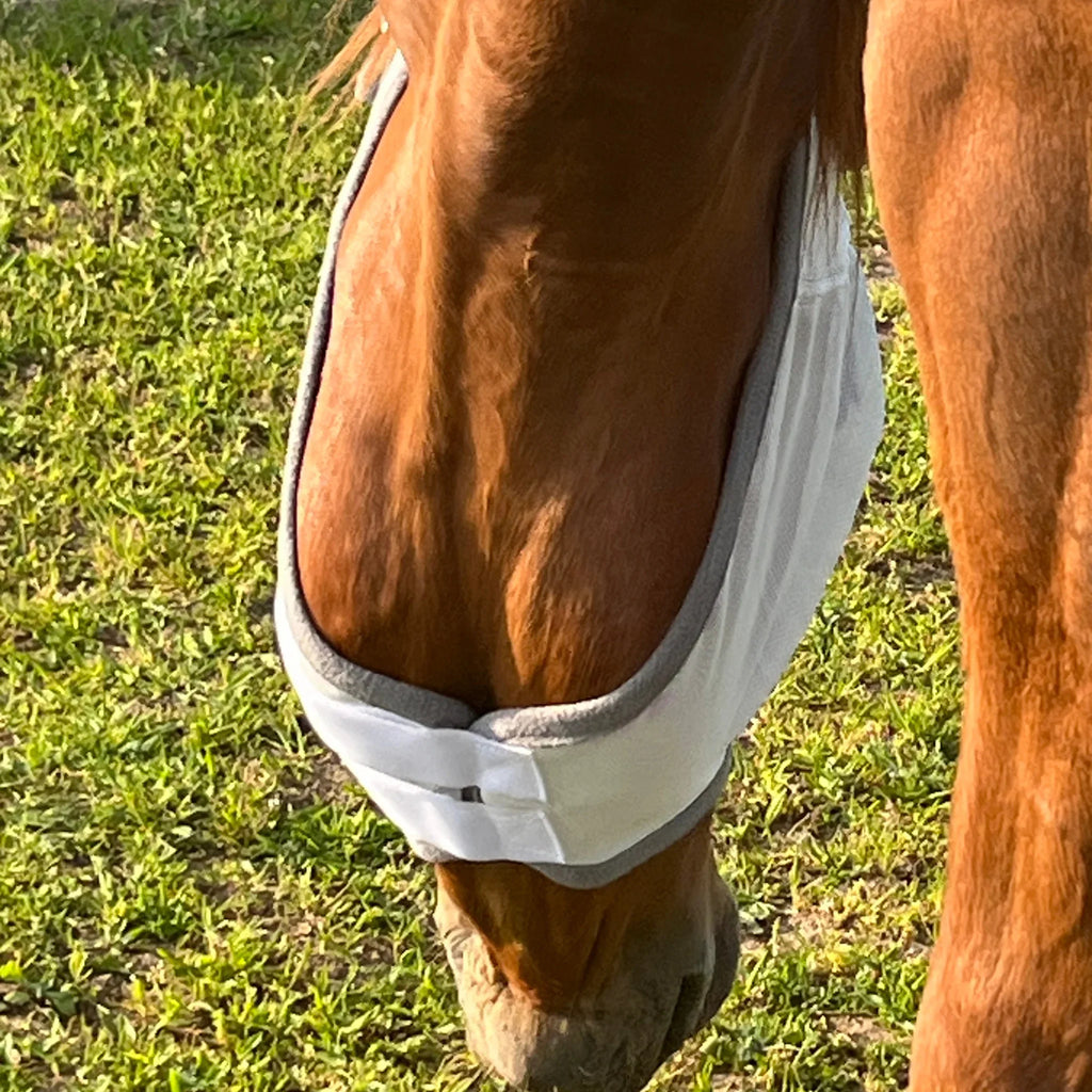 Pferd mit weißer Fliegenmaske auf grünem Gras, Nahaufnahme Kopf und Maul