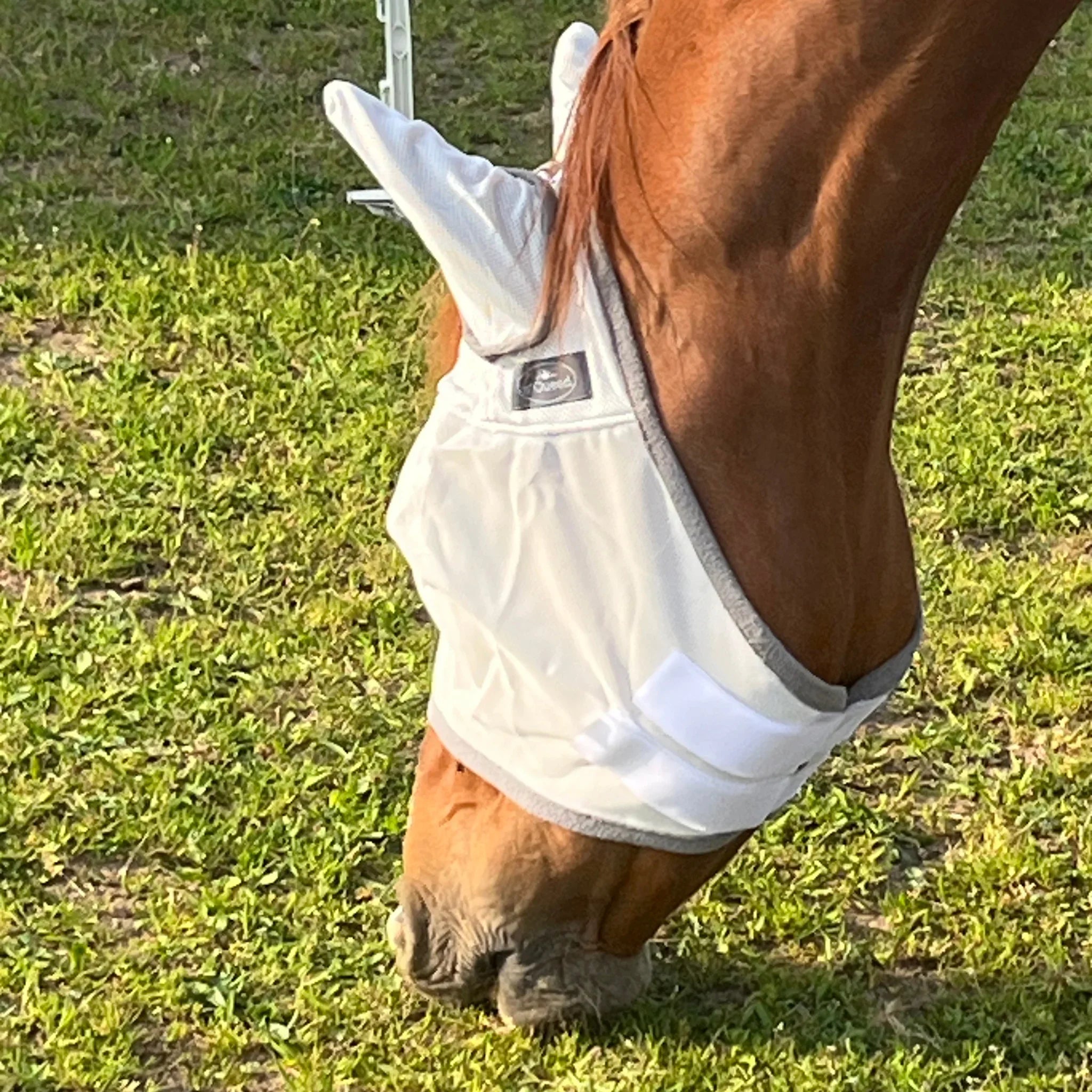 Pferd mit weißer Fliegenmaske auf Koppel, Fliegenschutz für Pferde, Nahaufnahme