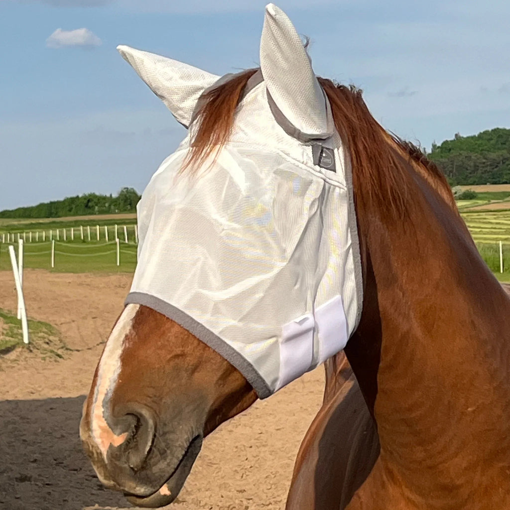 Braunes Pferd mit weißer Fliegenmaske mit Ohrenschutz auf Koppel, Pferdezubehör