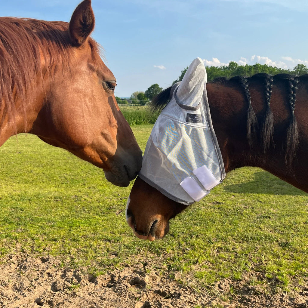 Pferd mit grauer Fliegenmaske trifft Pferd ohne Maske auf grüner Weide