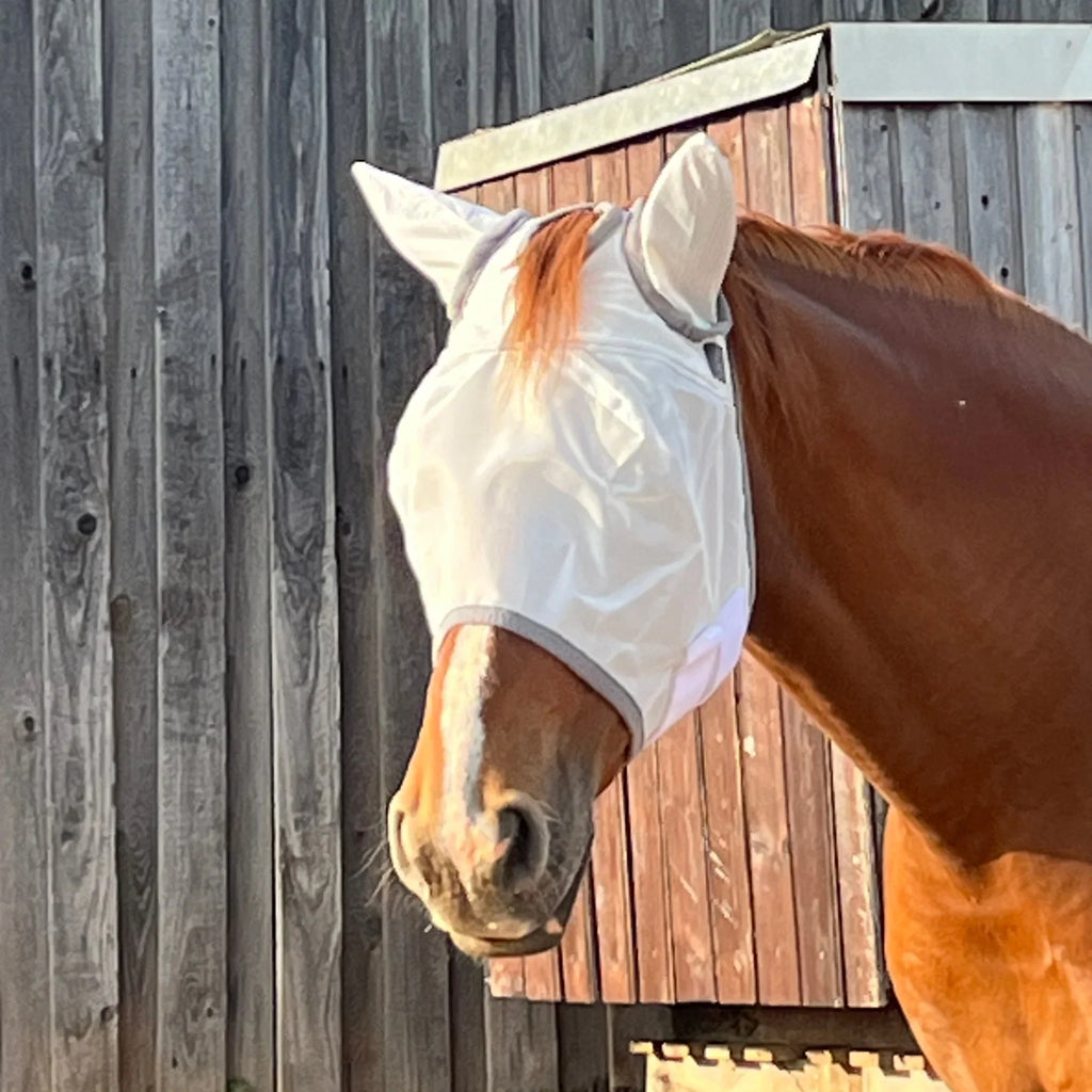 Braunes Pferd mit weißer Fliegenmaske vor Holzstall, Pferdezubehör gegen Insekten