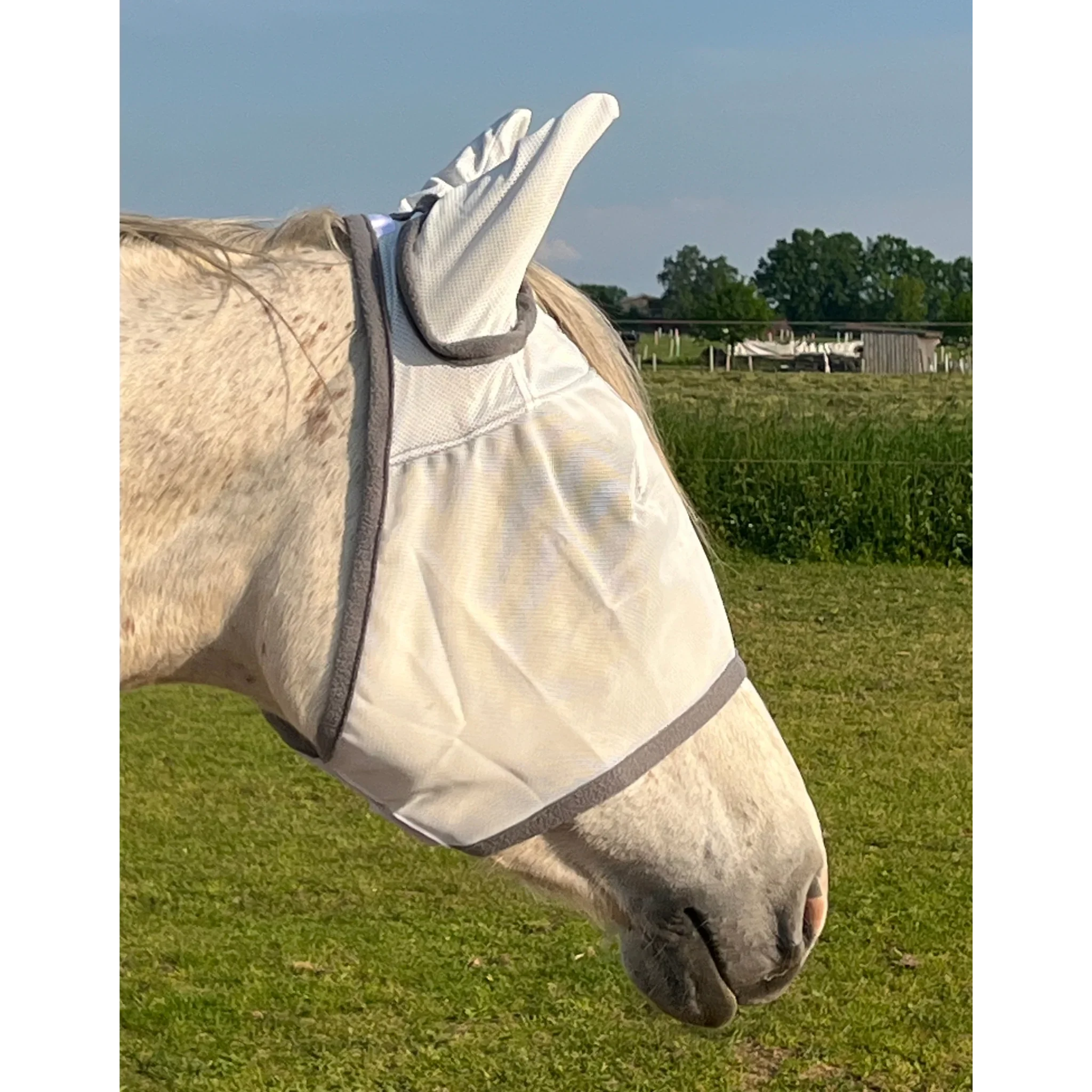 Pferd mit hellgrauer Fliegenmaske auf Koppel, Insektenschutz für Pferdeohren und Augen