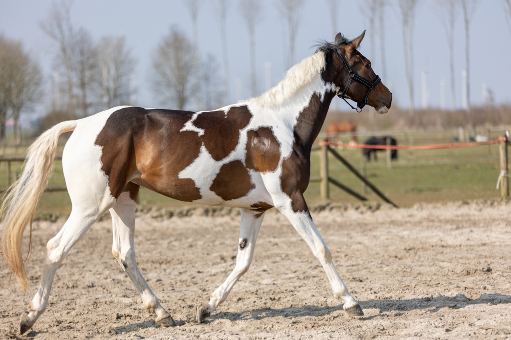 Excellent Horse Hi Gloss Glitter Spray Pink 250 ml