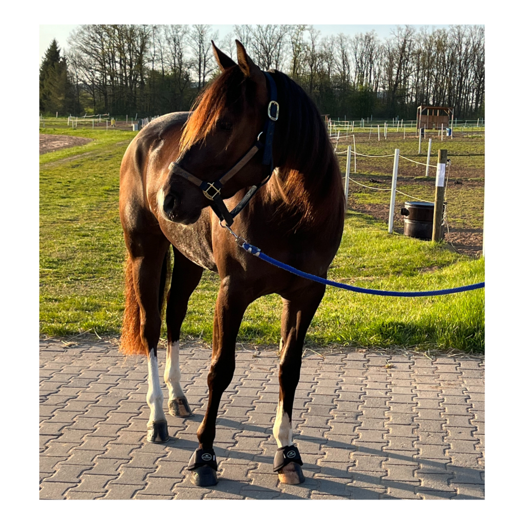 Hufglocken Bell Boots - TierVita