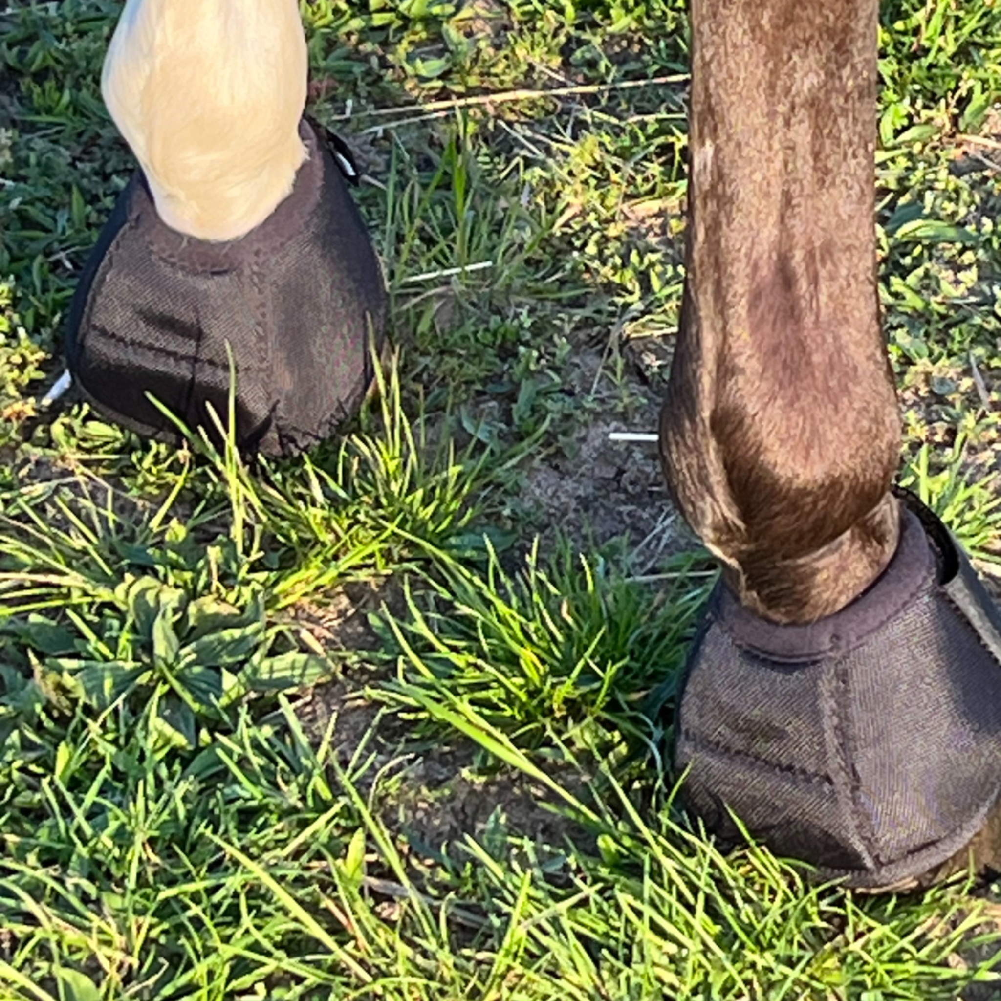 Hufglocken Bell Boots - TierVita