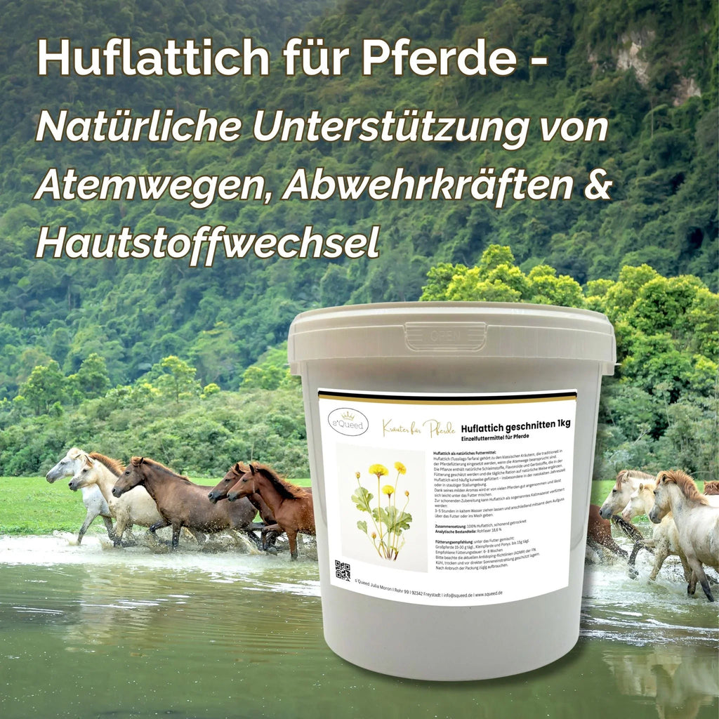 Huflattich für Pferde, großer Eimer vor galoppierenden Pferden in grüner Natur, Kräuterfutter
