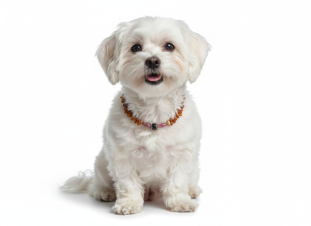 Bernsteinkette Hund mit Rhodonit Länge 26cm - TierVita