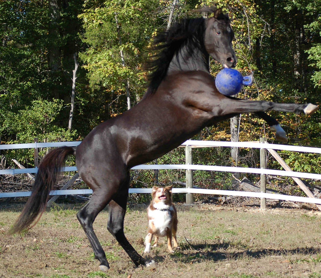 Jolly Ball Pfefferminz