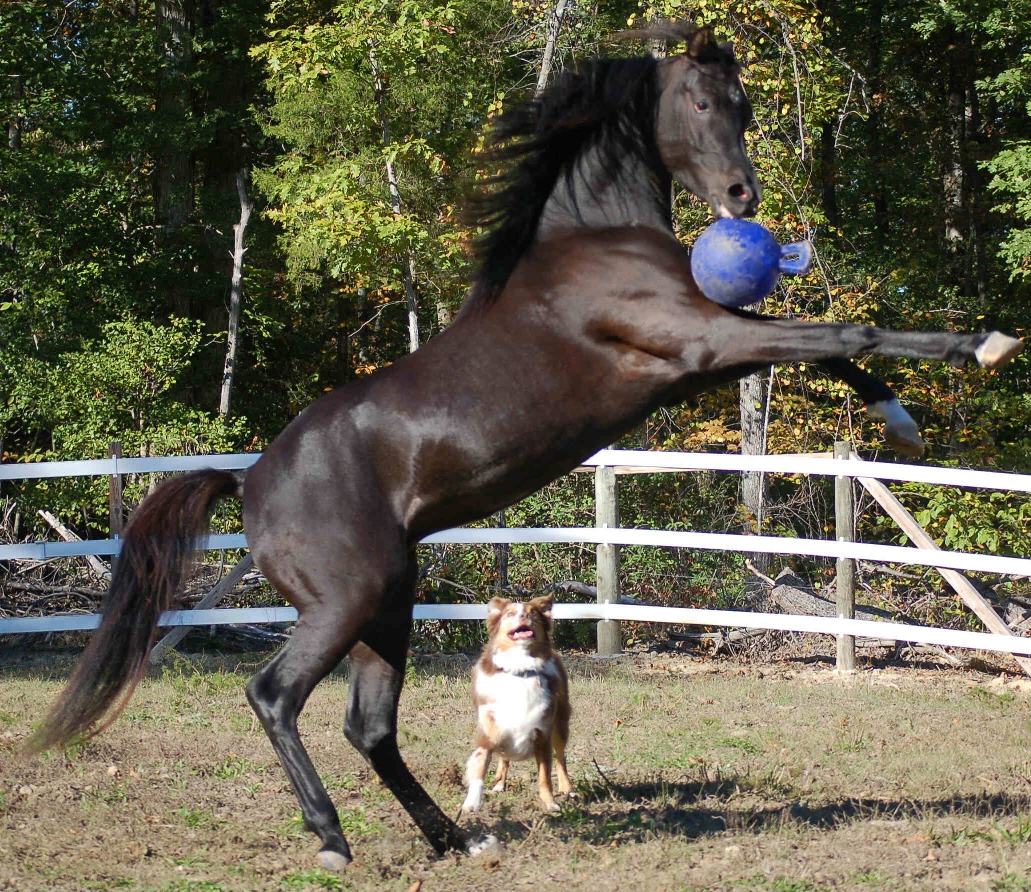 Jolly Ball Dual Blau