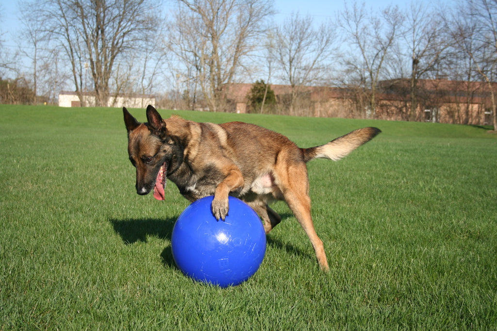 Jolly Ball Push-n-Play Hundespielzeug – Unverwüstlich & befüllbar | Blau XL 35cm