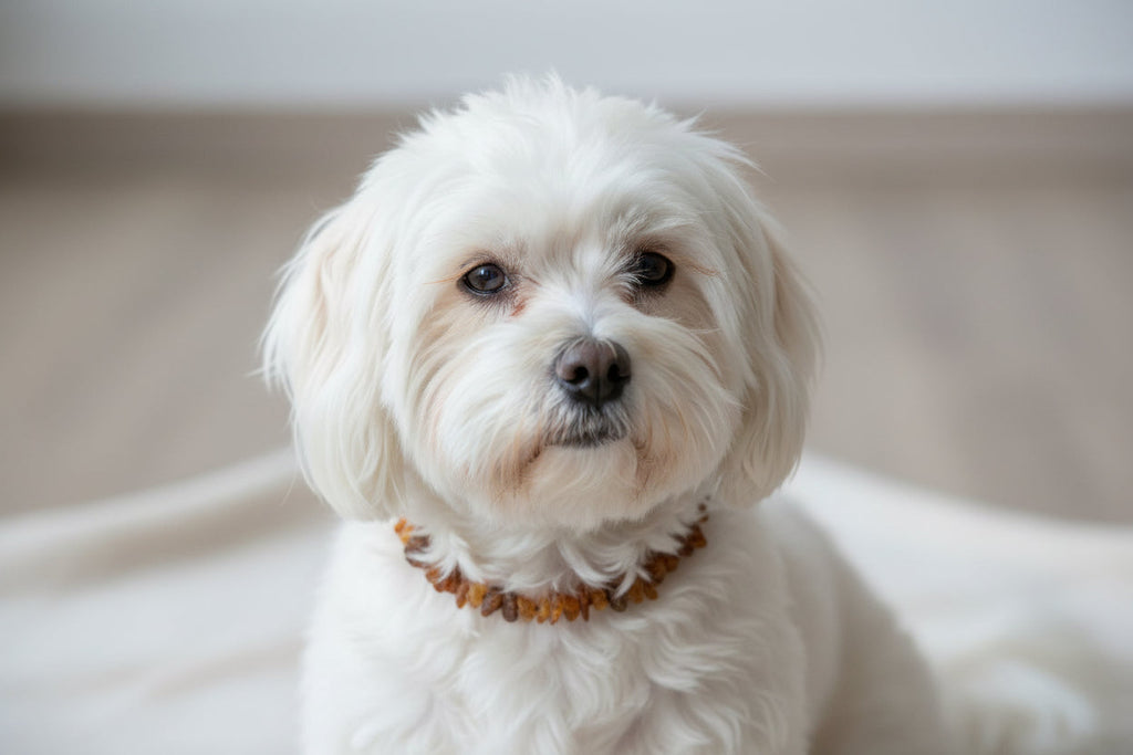 Hunde Bernsteinkette SuperFlex