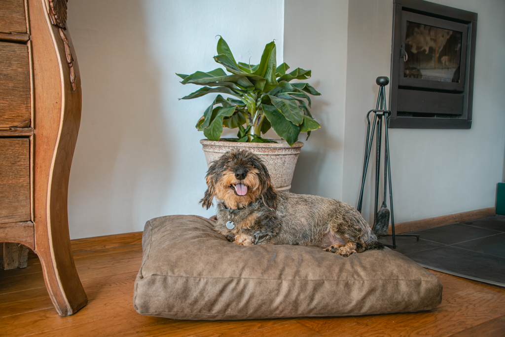 Let's Sleep Plush Pillow Hundebett XL Cognac