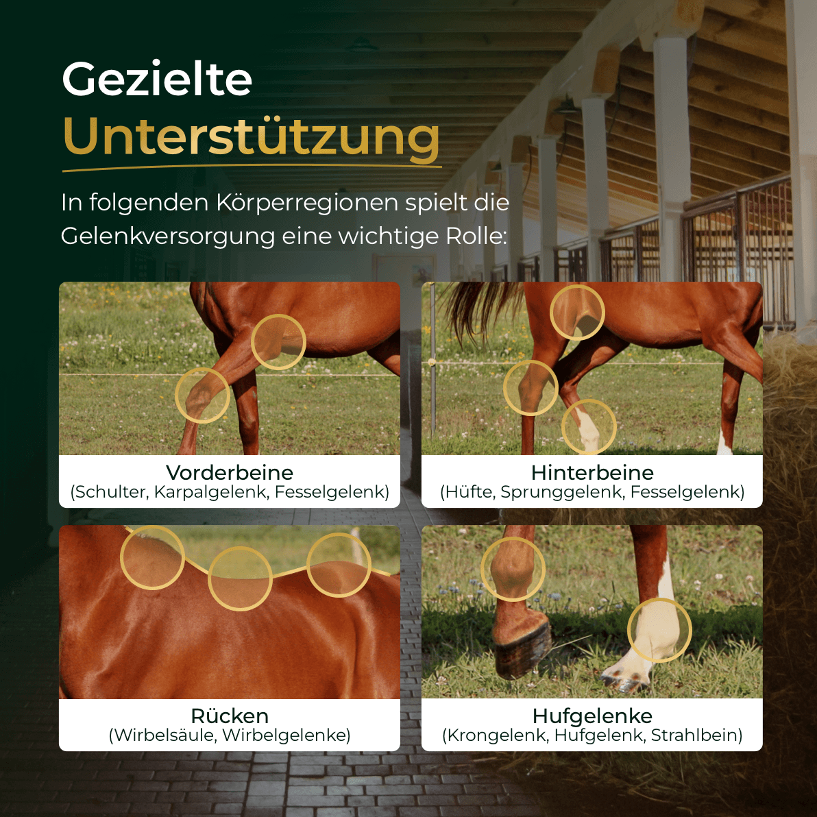 Pferdegold® Gelenke+ 2.0 – Gelenknahrung für Pferde mit Omega 3