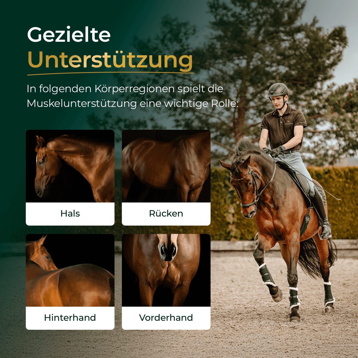 Pferdegold® Muskeln+ 2.0 – Muskelaufbau-Ergänzung für Pferde mit pflanzlichen Proteinen