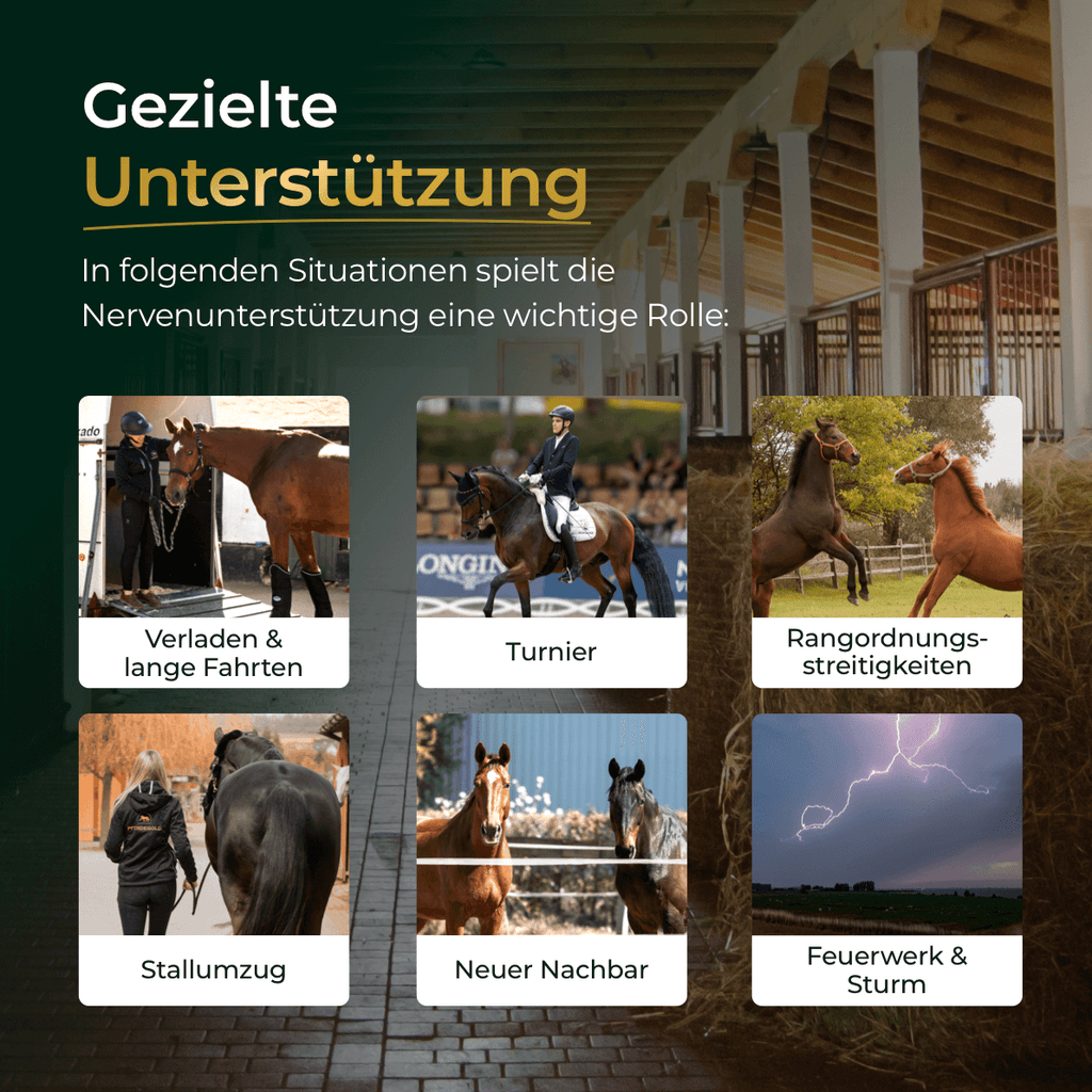 Pferdegold® Nerven 2.0 – Magnesium-Ergänzungsfutter für Pferde
