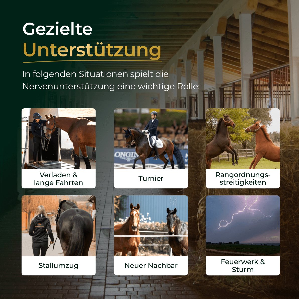 Pferdegold® Nerven 2.0 – Magnesium-Ergänzungsfutter für Pferde