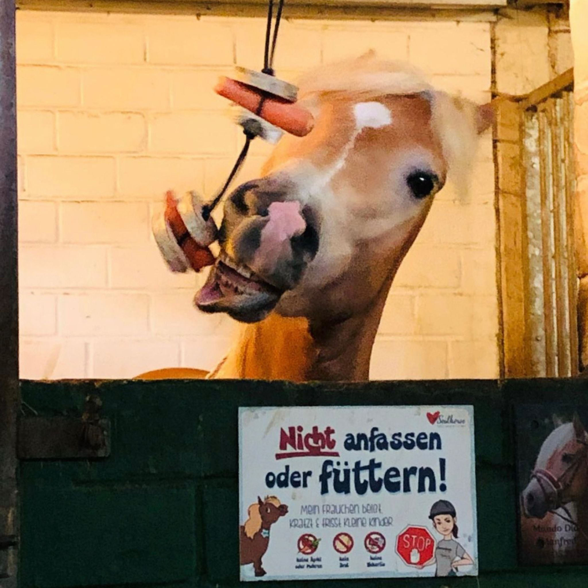 Pferdespielzeug Mini-Tarzan - Spielzeug für Pferde und Ponys gegen Langeweile - Pferdebeschäftigung - TierVita