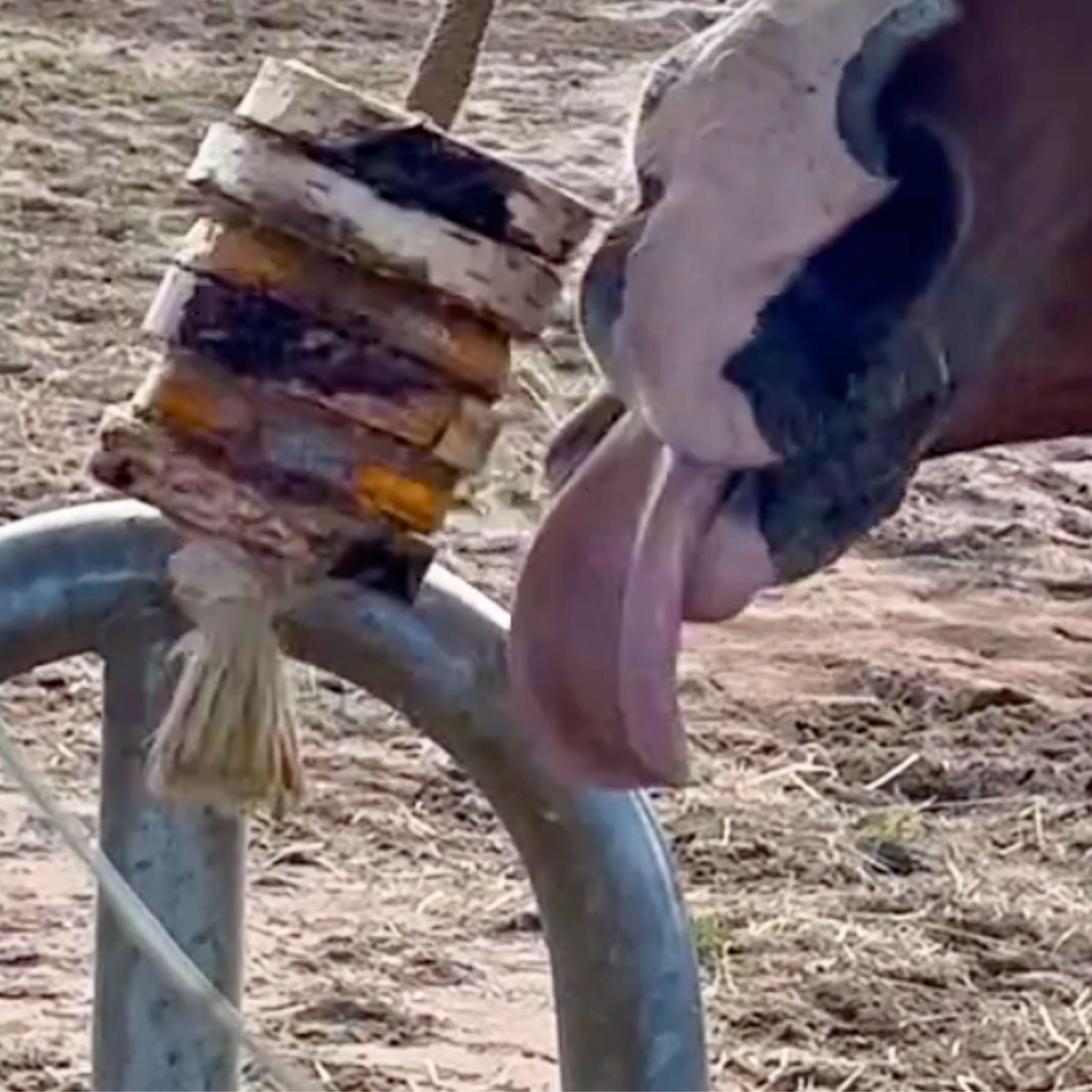 Schleck Twister Spielzeug für Pferde; Set aus Birkenholzhalterung und 2 Schleck Twister Scheiben deiner Wahl - TierVita