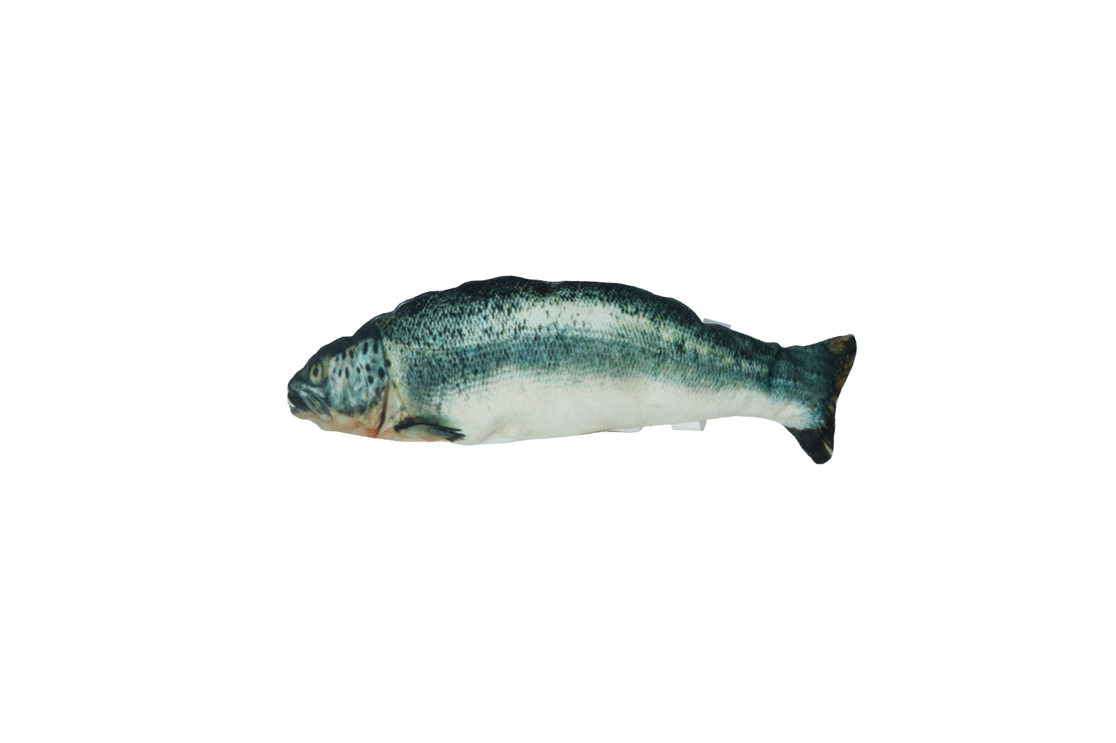 Robocat Fish Lachs