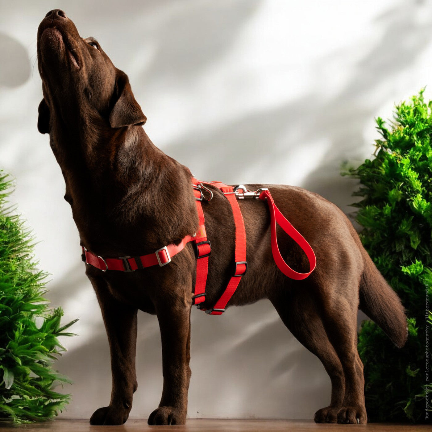 Anti-Stress-Geschirr STURMFREI® Saver für kleine bis mittlere Hunde