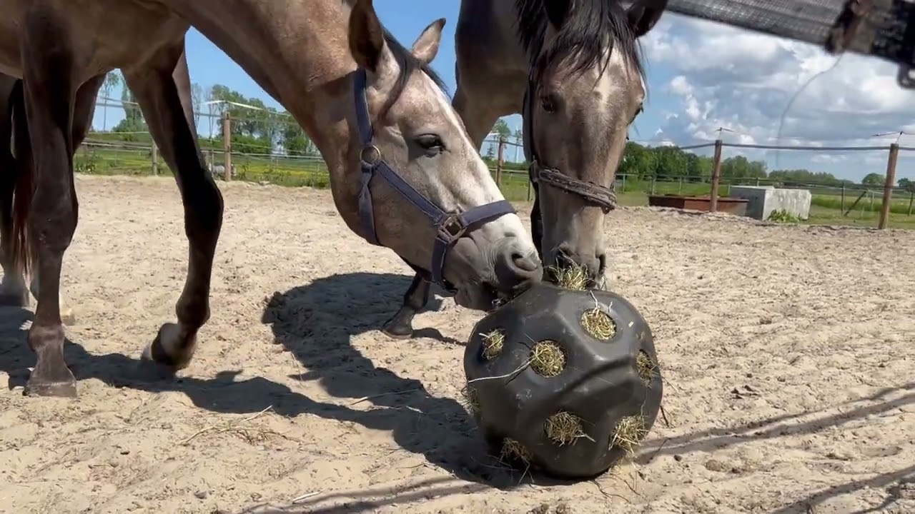Excellent Horse Feed & Play Ball Blau