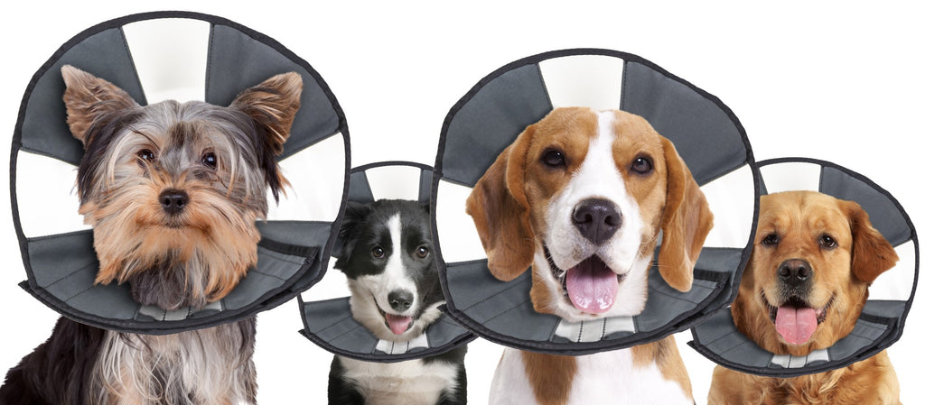 Halskrause ProCone S für Hunde & Katzen – Zenpet