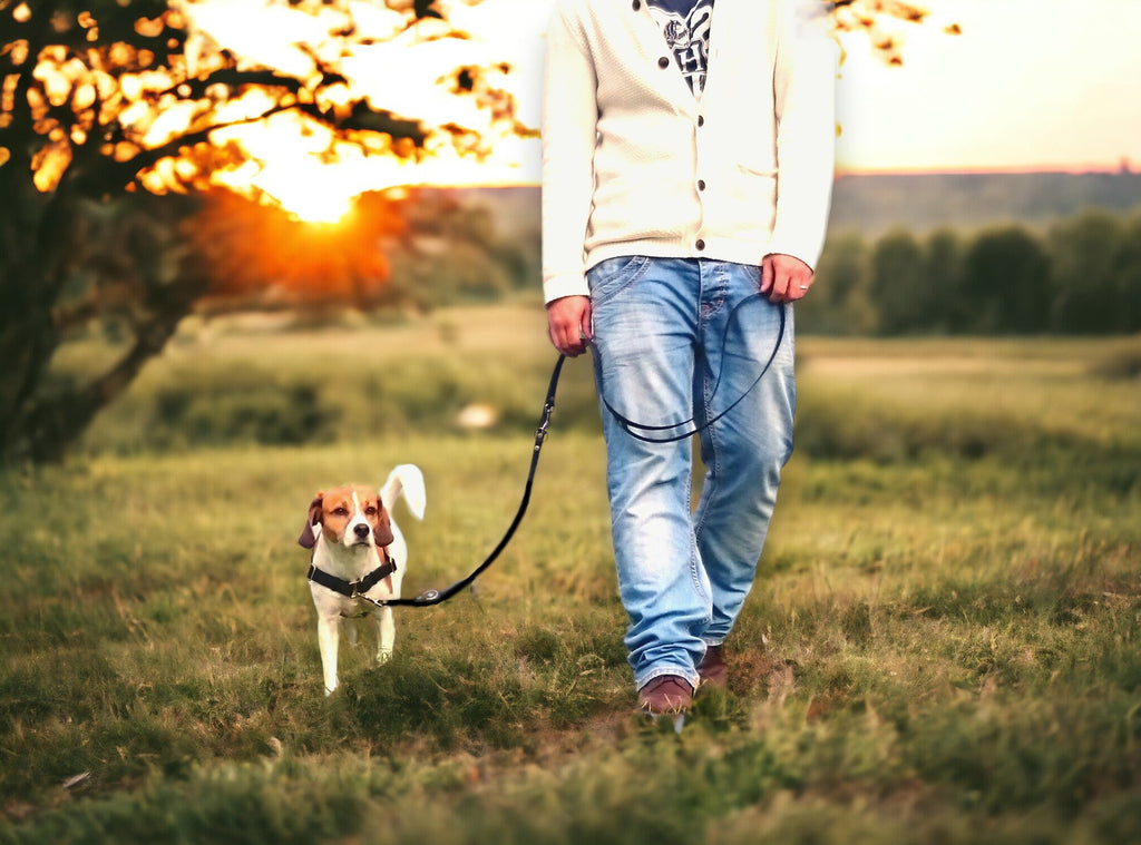 Anti-Stress-Geschirr STURMFREI®, Größe XS