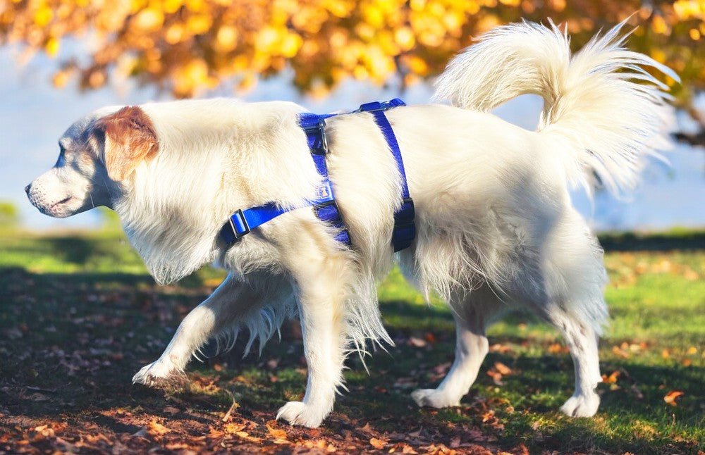 Anti-Stress-Geschirr STURMFREI® Saver für kleine bis mittlere Hunde