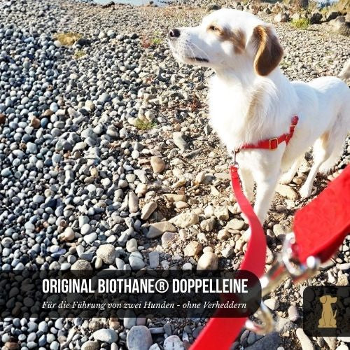 Doppelleine TECHTELMECHTEL aus BioThane®/Pop - Band