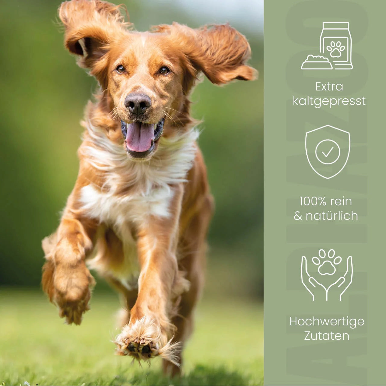Hanföl für Hunde – kaltgepresst, optimales Omega-3/6-Verhältnis, 100ml & 250ml