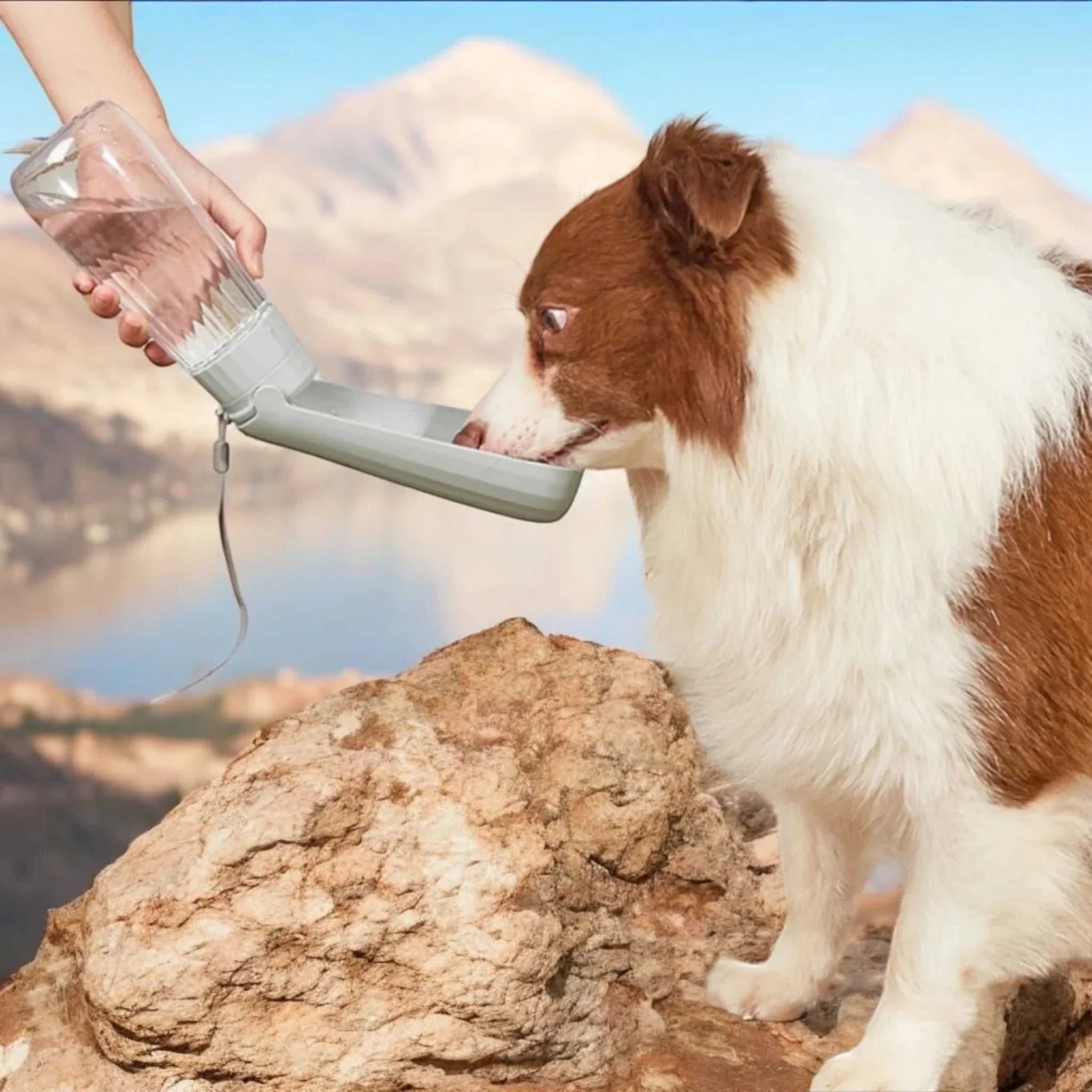 Tragbarer und stabiler und faltbarer 550ml Wasserspender für unterwegs - TierVita