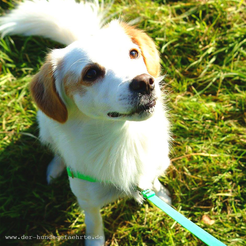 Anti-Stress-Geschirr STURMFREI®, Größe XS