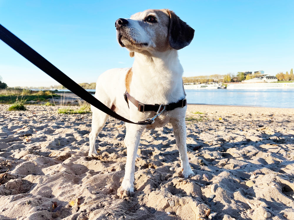 Anti-Stress-Geschirr STURMFREI®, Größe M