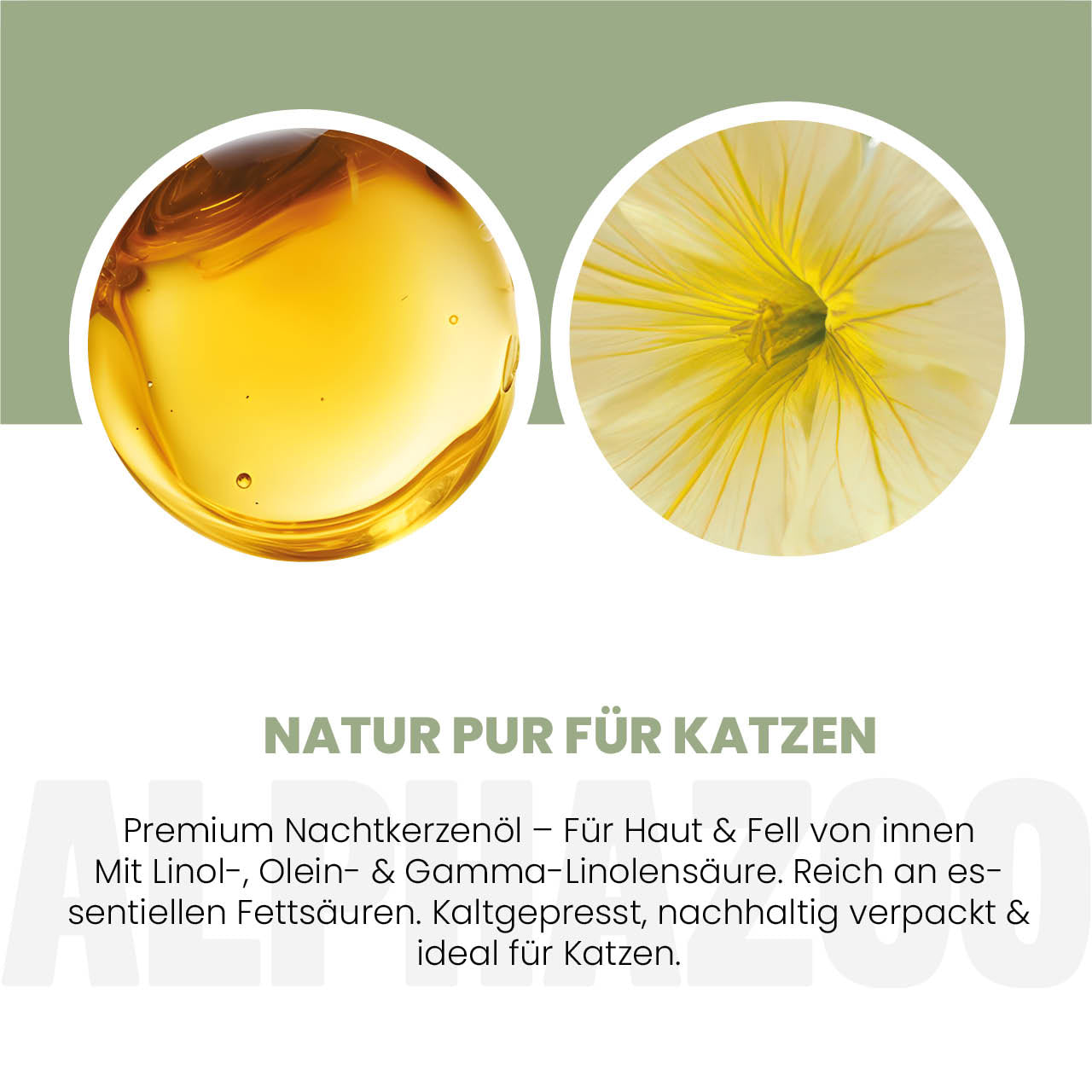 Nachtkerzenöl für Katzen – kaltgepresst & naturbelassen