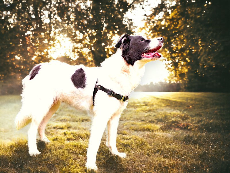 Anti-Stress-Geschirr STURMFREI®, Größe L